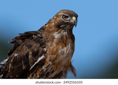 大地娱乐平台全景解析与安全合规及丰富游戏体验的完美结合