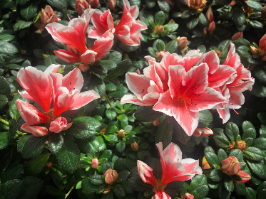 大发体育在线热门赛事数据分析与趋势预测实用方法与案例分享