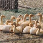 2025232期开奖号码公布及结果查询 nft15