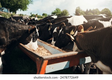 2025252期最新开奖结果查询与中奖号码公布 2025252期最新开奖结果查询与中奖号码公布