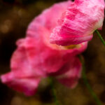 4676期开奖快报码一最新公布与结果查询 yxy0z